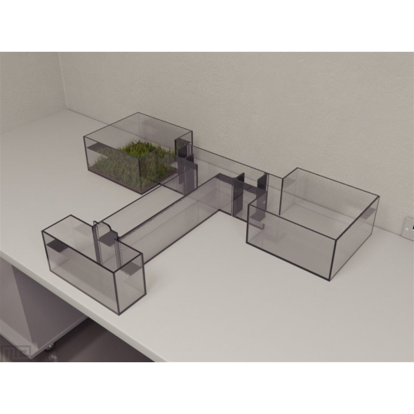 zebrafish_t-maze_01__00002